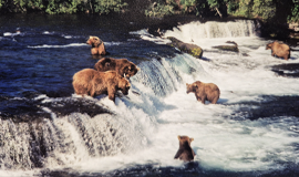 Bears at Brooks Falls